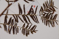 南方紅豆杉藏品圖，第5張