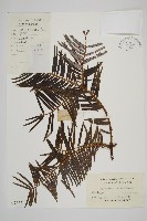 三尖杉藏品圖，第1張