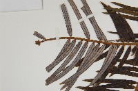 三尖杉藏品圖，第3張