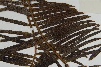 三尖杉藏品圖，第4張