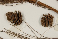 臺灣二葉松藏品圖，第3張