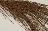 臺灣二葉松藏品圖，第4張