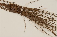 臺灣二葉松藏品圖，第5張