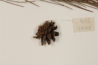 登錄號:G000391藏品圖，第3張