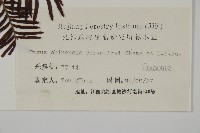 南方紅豆杉藏品圖，第2張