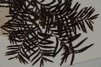 南方紅豆杉藏品圖，第3張