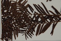 南方紅豆杉藏品圖，第4張