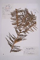 三尖杉藏品圖，第1張