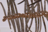 三尖杉藏品圖，第3張