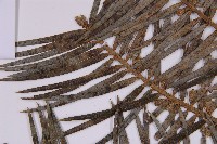 三尖杉藏品圖，第5張