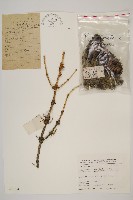 天山雲杉藏品圖，第1張