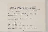 天山雲杉藏品圖，第2張