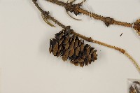 天山雲杉藏品圖，第3張