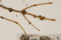 天山雲杉藏品圖，第4張