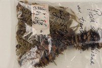 天山雲杉藏品圖，第5張