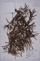 落羽松、美國水松藏品圖，第1張