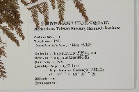 落羽松、美國水松藏品圖，第2張