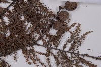 落羽松、美國水松藏品圖，第3張