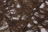 落羽松、美國水松藏品圖，第4張