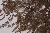 落羽松、美國水松藏品圖，第5張