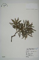 小葉羅漢松藏品圖，第1張