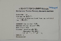 小葉羅漢松藏品圖，第2張