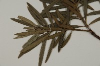 小葉羅漢松藏品圖，第3張