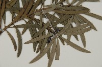 小葉羅漢松藏品圖，第4張