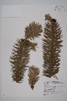 杉木藏品圖，第1張