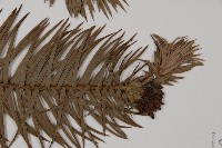 杉木藏品圖，第3張