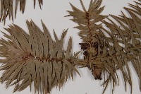 杉木藏品圖，第4張