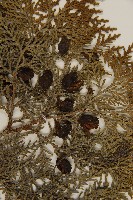 側柏藏品圖，第3張