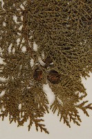 側柏藏品圖，第4張