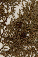 臺灣扁柏藏品圖，第3張