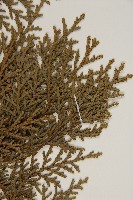 臺灣扁柏藏品圖，第4張