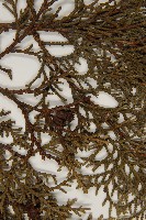 臺灣扁柏藏品圖，第5張