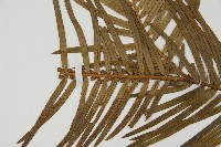 三尖杉藏品圖，第3張