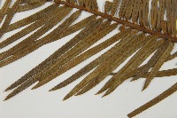 三尖杉藏品圖，第4張