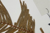 三尖杉藏品圖，第5張