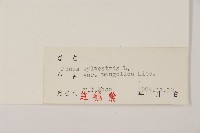 獐子松藏品圖，第2張