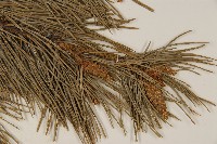 獐子松藏品圖，第4張