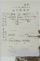 杜松藏品圖，第2張