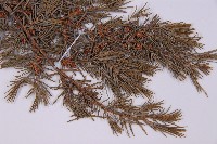 杜松藏品圖，第3張