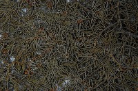 杜松藏品圖，第4張