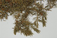 杜松藏品圖，第5張