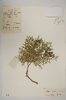 側柏藏品圖，第1張