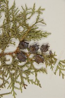 側柏藏品圖，第3張