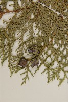 側柏藏品圖，第4張