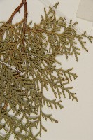 側柏藏品圖，第5張