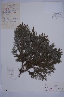 長白側柏藏品圖，第1張